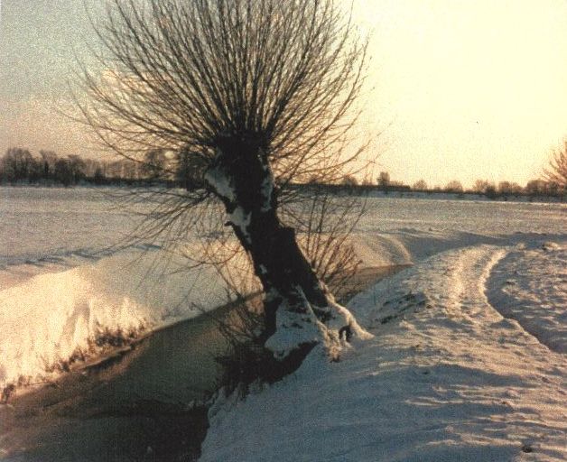 Pollarded willows are a traditional element of the Cam landscape, but need management and replacement.