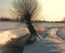 Pollarded willows are a traditional element of the Cam landscape, but need 
management and replacement. 