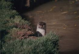The otter has been returning to the Cam and its tributaries, but much work 
remains to be done. 