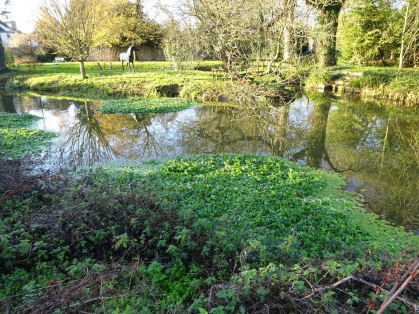 Floating pennywort