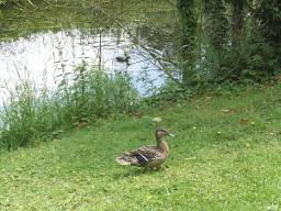 duck
