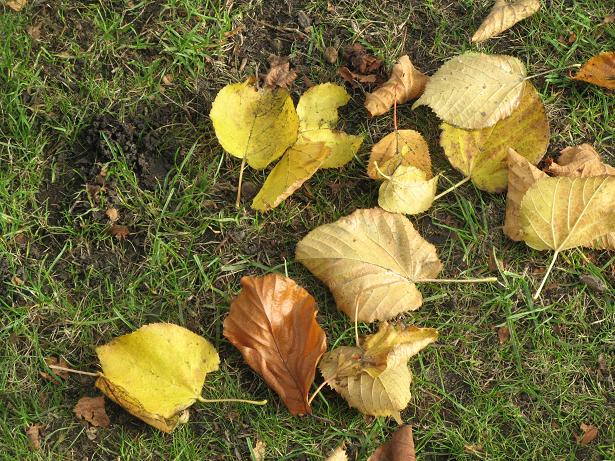 Autumn on Christs Pieces