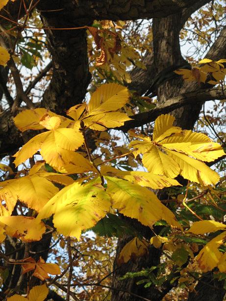 Autumn on Christs Pieces