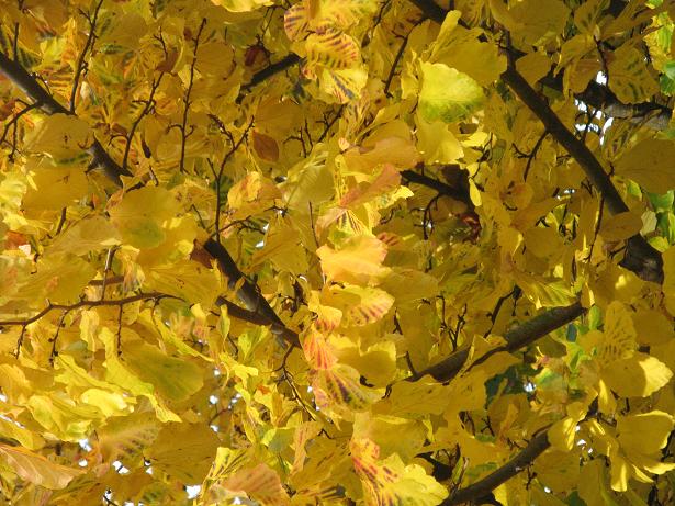 Autumn on Christs Pieces