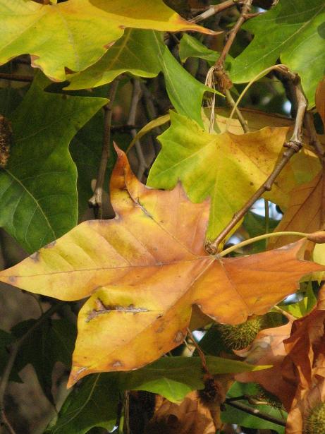 Autumn on Christs Pieces