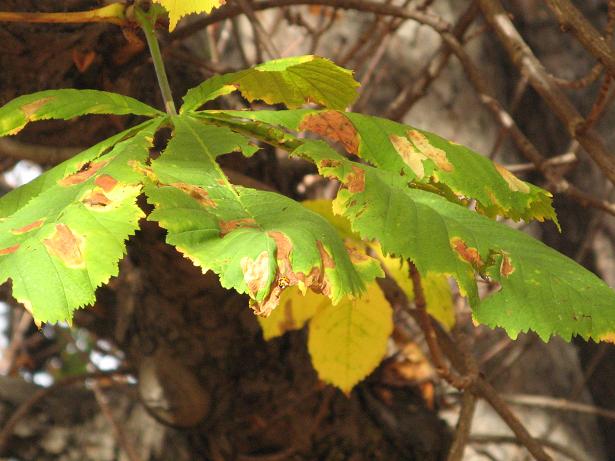 Autumn on Christs Pieces
