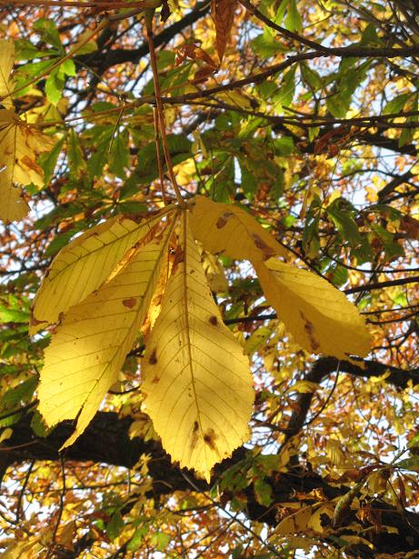 Autumn on Christs Pieces