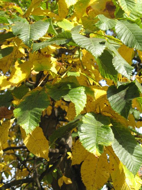 Autumn on Christs Pieces