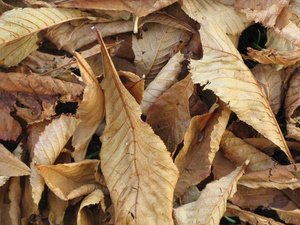 Autumn on Christs Pieces