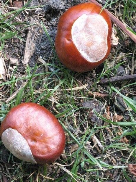 Autumn on Christs Pieces