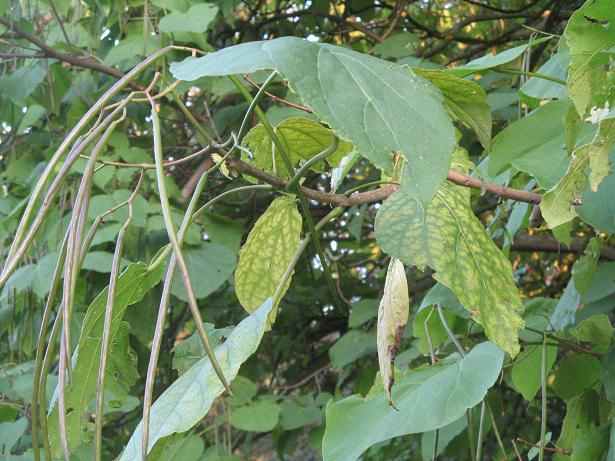 Autumn on Christs Pieces
