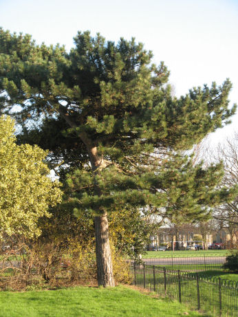 Romsey Recreation Ground