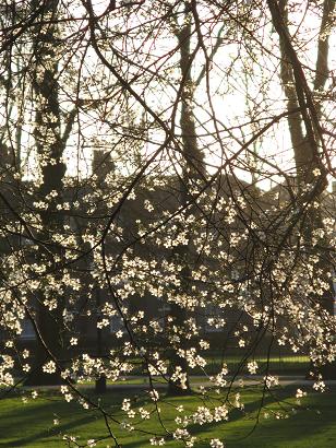 Spring on Christs Pieces