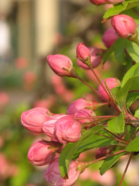 Spring on Christs Pieces
