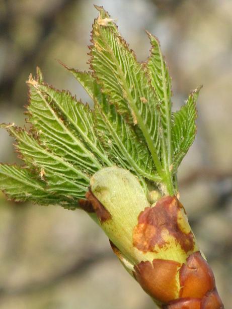 Spring on Christs Pieces