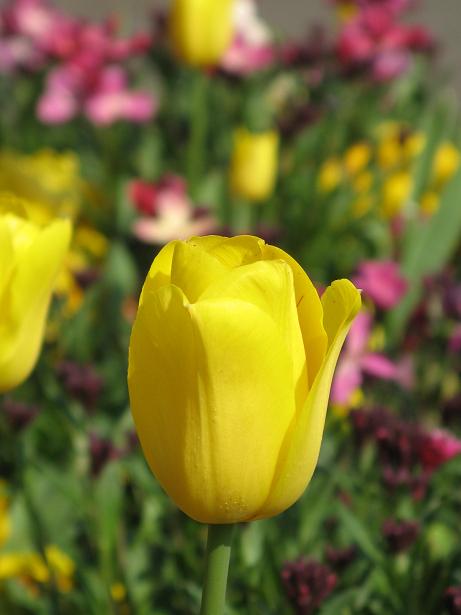 Spring on Christs Pieces