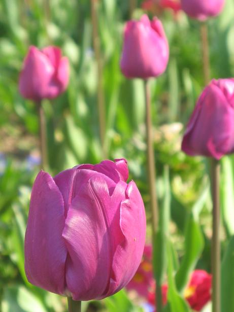 Spring on Christs Pieces