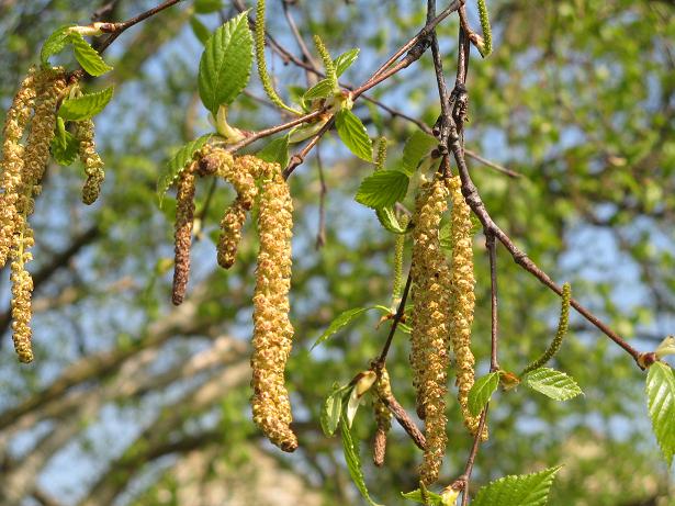 Spring on Christs Pieces