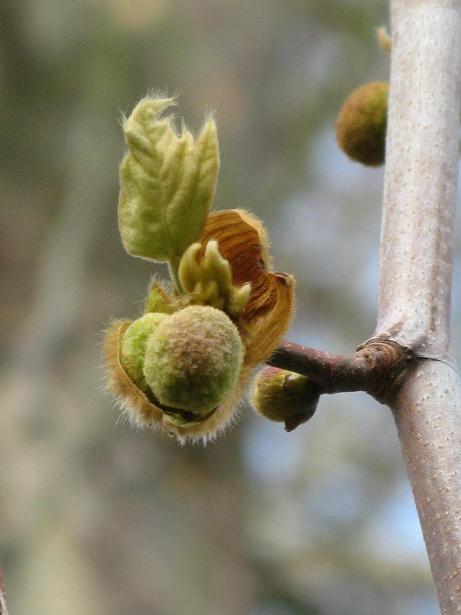 Spring on Christs Pieces