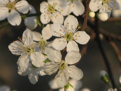 Spring on Christs Pieces