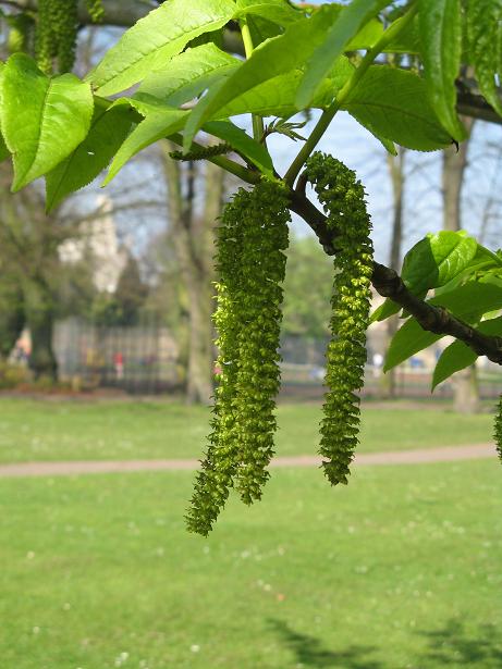 Spring on Christs Pieces