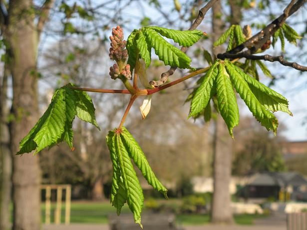 Spring on Christs Pieces