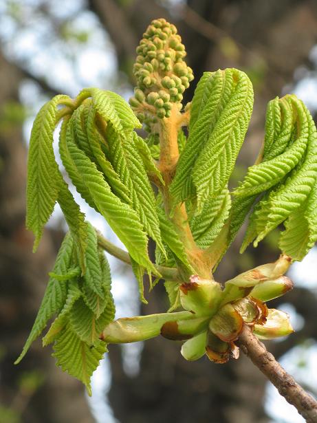 Spring on Christs Pieces