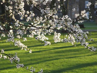 Spring on Christs Pieces