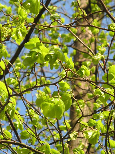 Spring on Christs Pieces