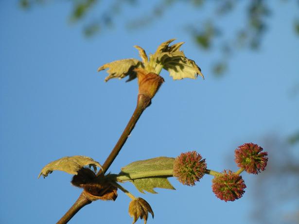 Spring on Christs Pieces