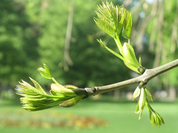 Spring on Christs Pieces
