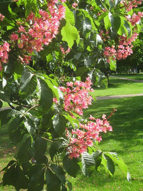 Spring on Christs Pieces