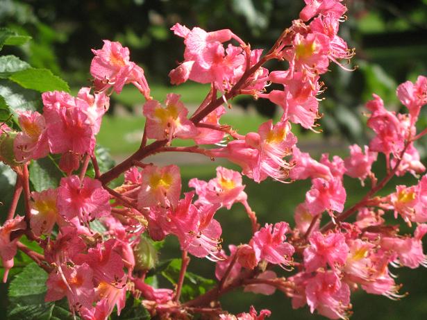 Spring on Christs Pieces