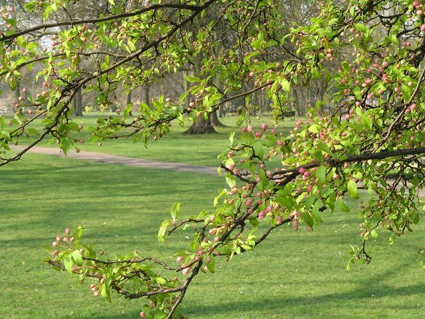 Spring on Christs Pieces
