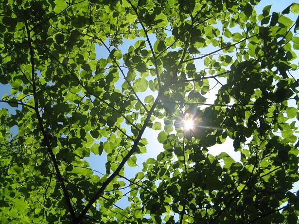 Summer on Christs Pieces